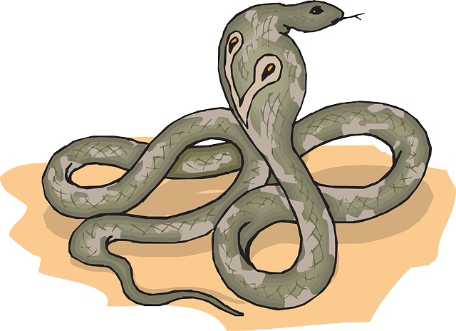 眼镜蛇 蛇 提高 - 免费矢量图形