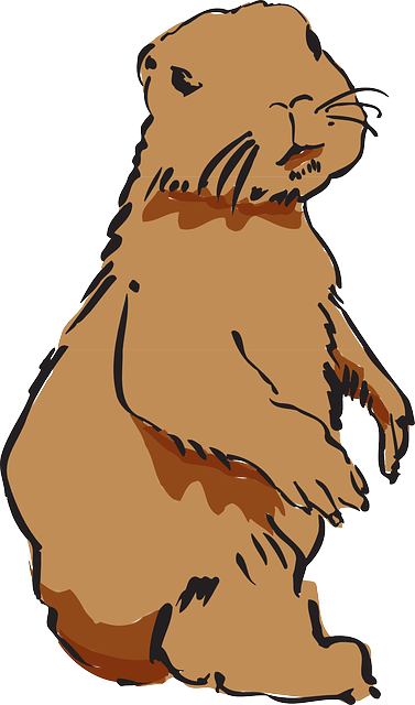 海狸 海狸皮毛 海狸皮 - 免费矢量图形