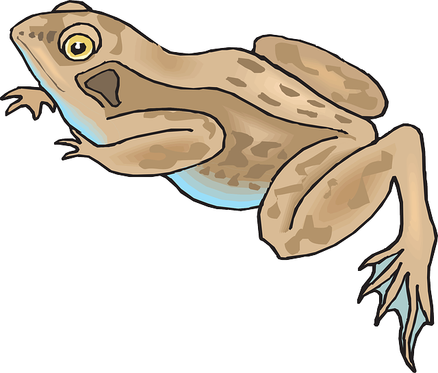 青蛙 两栖类 雨林 - 免费矢量图形
