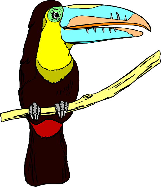 巨嘴鸟 鸟 野生动物 - 免费矢量图形
