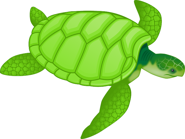 动物 龟 野生动物 - 免费矢量图形