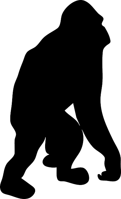 猩猩 猿 大猩猩 - 免费矢量图形