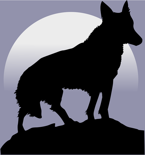 狼 轮廓 月亮 - 免费矢量图形