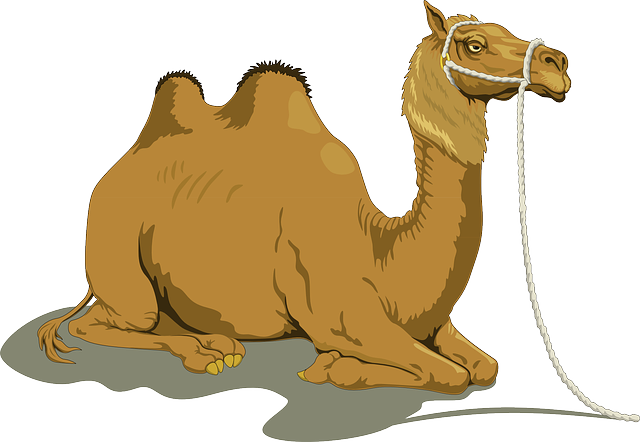 骆驼 动物 家畜 - 免费矢量图形