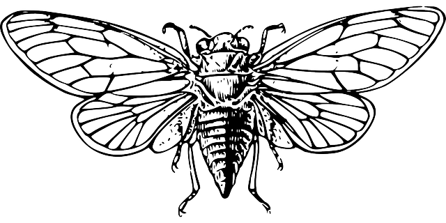 蝉 翅膀 大声 - 免费矢量图形