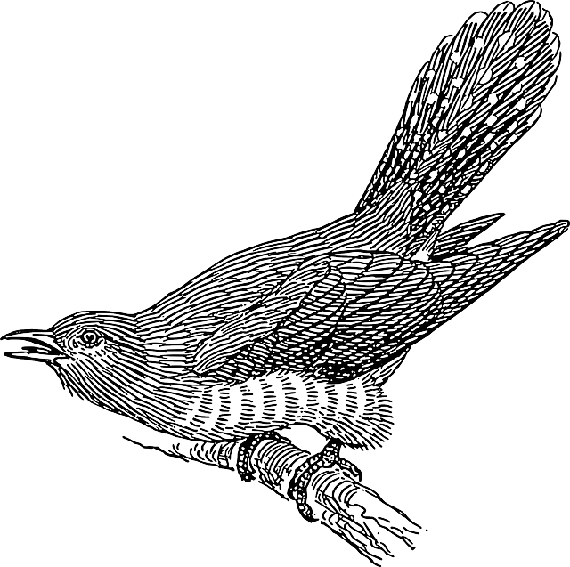 布谷鸟 枝杈 翅膀 - 免费矢量图形