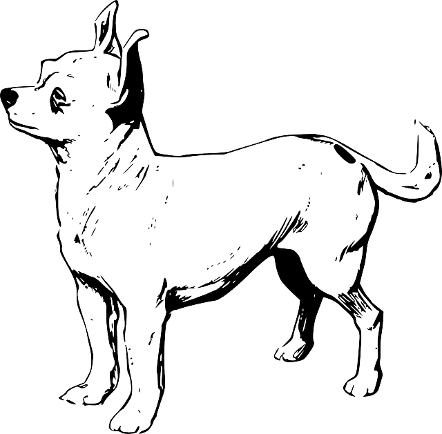 狗 宠物 奇瓦瓦州 - 免费矢量图形