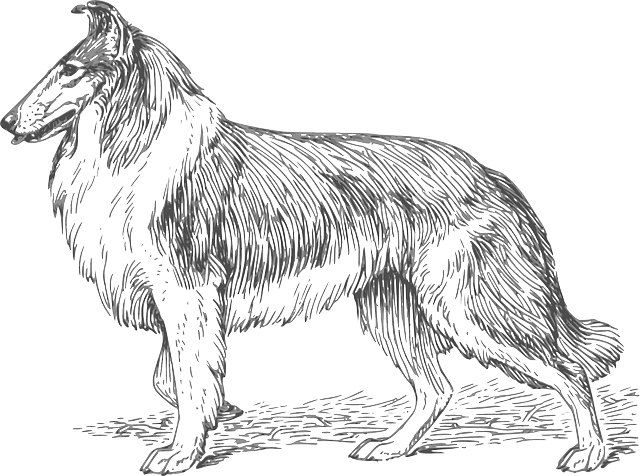 狗 宠物 牧羊犬 - 免费矢量图形