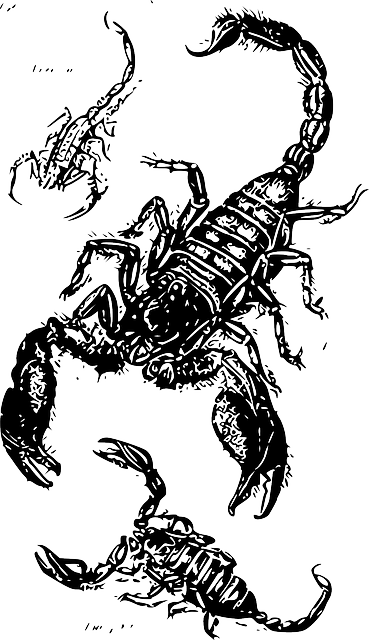 蝎子 三 毒 - 免费矢量图形