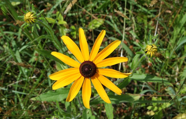 黑眼睛的苏珊 黄色雏菊 花的 - 上的免费照片