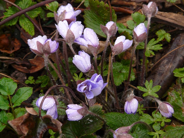 肝花 雨 湿的 - 上的免费照片