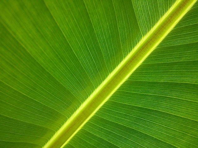 叶子 香蕉叶 香蕉植物 - 上的免费照片