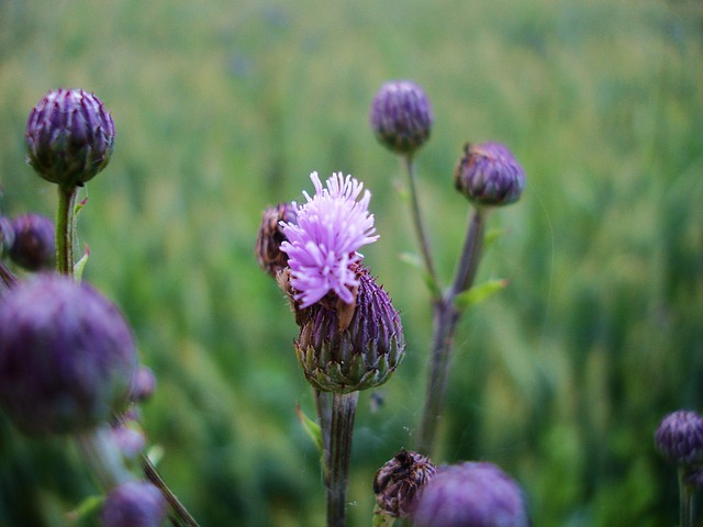 野蓟 带刺的 蓟 - 上的免费照片