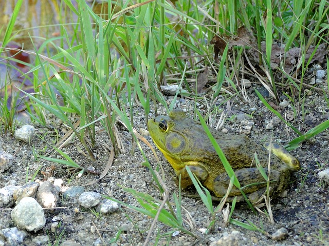 青蛙 牛蛙 野生动物 - 上的免费照片