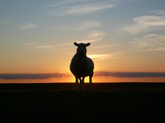 日落 羊 轮廓 - 上的免费照片