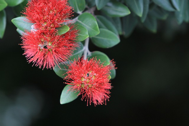 波胡塔卡瓦 Metrosideros Excelsa 新西兰 - 上的免费照片