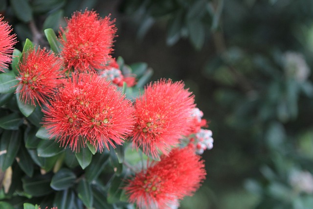 波胡塔卡瓦 Metrosideros Excelsa 新西兰 - 上的免费照片