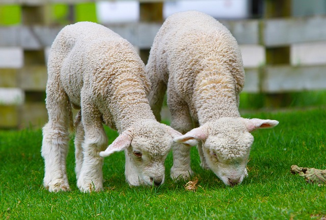 羊 羊肉 新西兰 - 上的免费照片