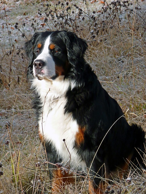 伯恩山犬 伯纳森嫩猎犬 狗 - 上的免费照片