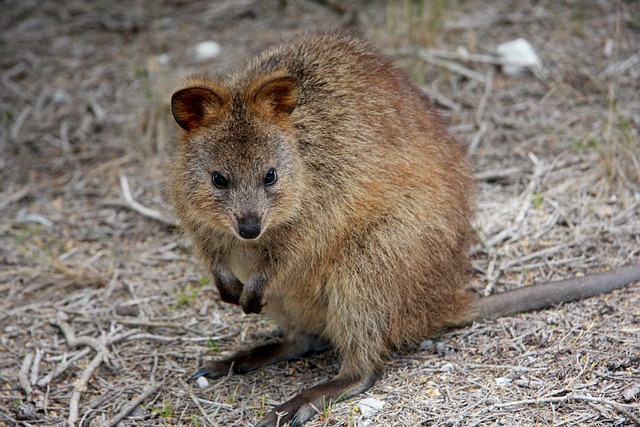 短尾矮袋鼠 短尾狐猴 澳大利亚 - 上的免费照片
