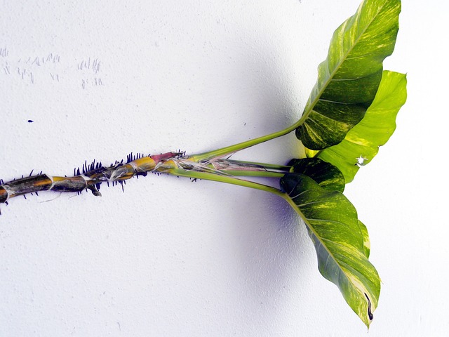 墙 攀爬植物 苦力怕 - 上的免费照片