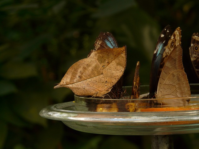 蝴蝶 糖水 喂食 - 上的免费照片