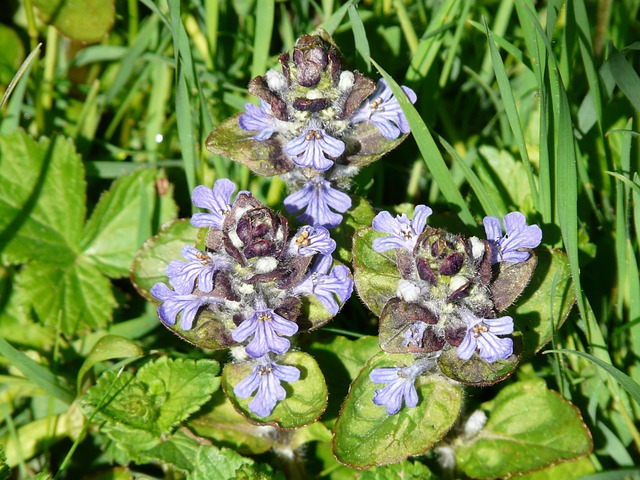 匍匐枪 尖花 Ajuga Reptans L - 上的免费照片