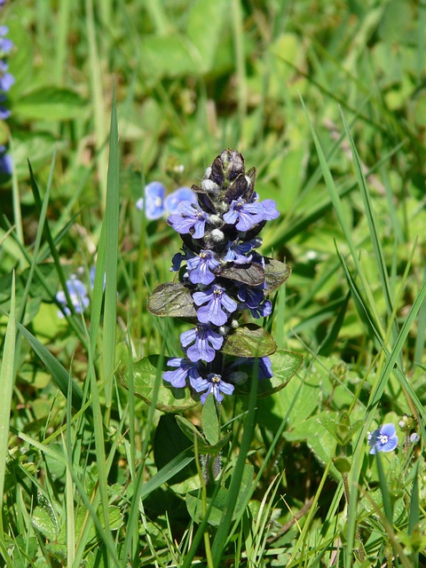 匍匐枪 尖花 Ajuga Reptans L - 上的免费照片