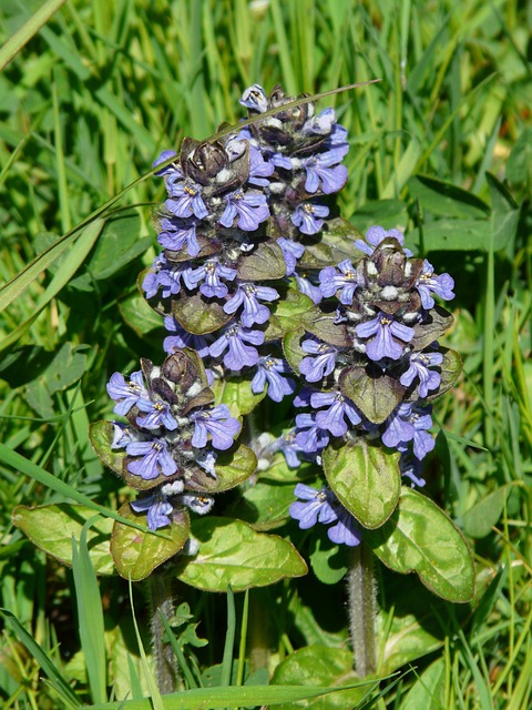 匍匐枪 尖花 Ajuga Reptans L - 上的免费照片