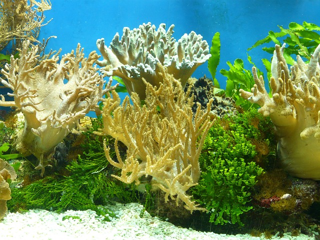 水族馆 珊瑚 水 - 上的免费照片