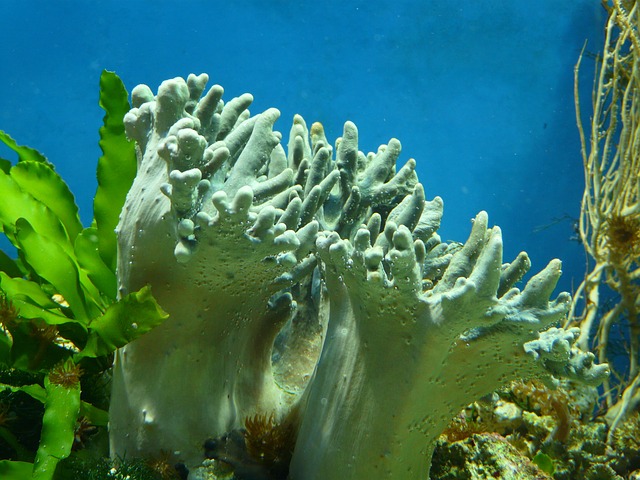 水族馆 珊瑚 水 - 上的免费照片