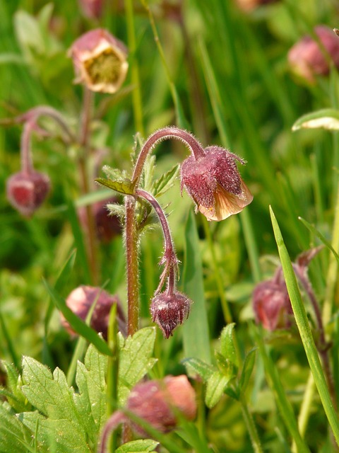 布鲁克艾文斯 尖花 开花 - 上的免费照片