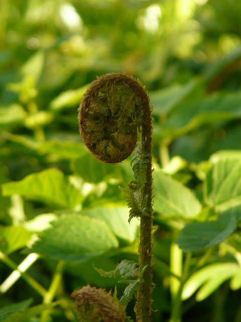 原生金鳞蕨 金鳞蕨 蕨类 - 上的免费照片