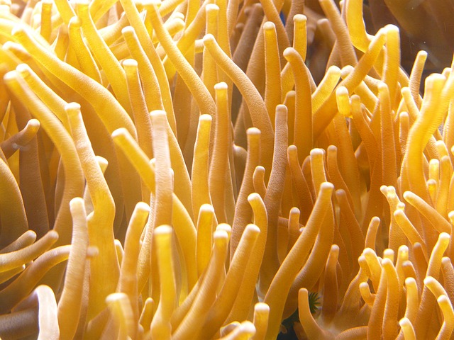 海葵 水族馆 猕猴桃 - 上的免费照片