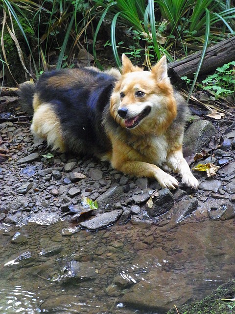 龙雅 狗 犬类狼疮 - 上的免费照片