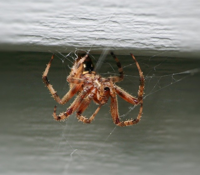 棕色家蜘蛛 织网 捕食者 - 上的免费照片
