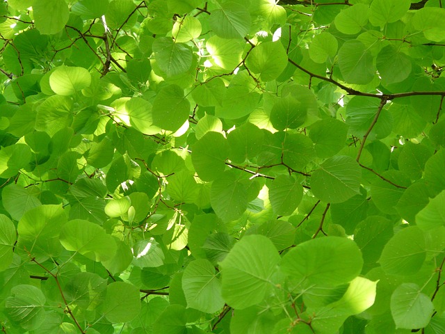 菩提树 菩提叶 叶子 - 上的免费照片