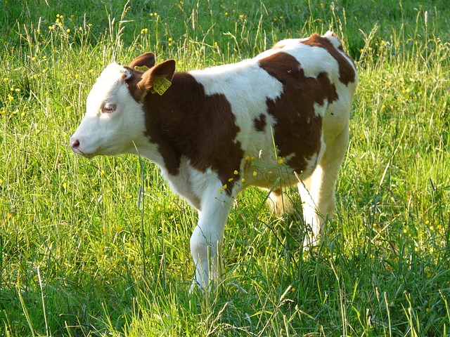 小牛 幼兽 奶牛 - 上的免费照片