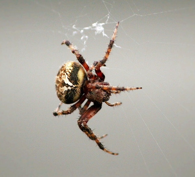 梳爪蜘蛛 蛛形纲动物 织网 - 上的免费照片