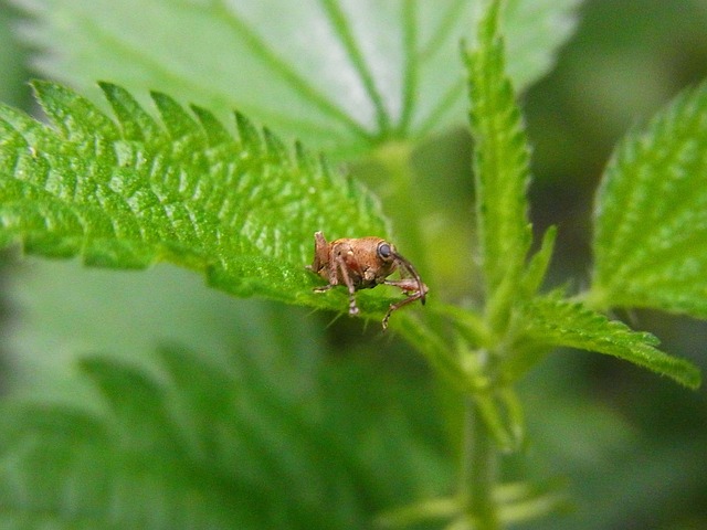 甲虫 象鼻虫 橡子蛀虫 - 上的免费照片