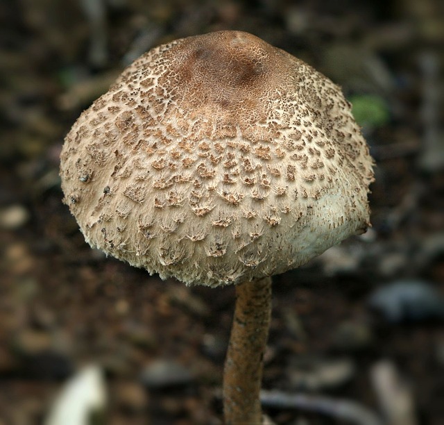 绿孢鳞翅目 蘑菇 毒 - 上的免费照片