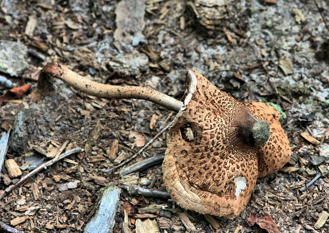 蘑菇 绿色孢子鳞翅目 模具 - 上的免费照片