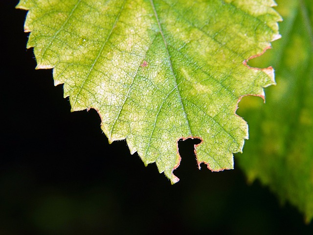 叶子 绿色 虫蛀 - 上的免费照片
