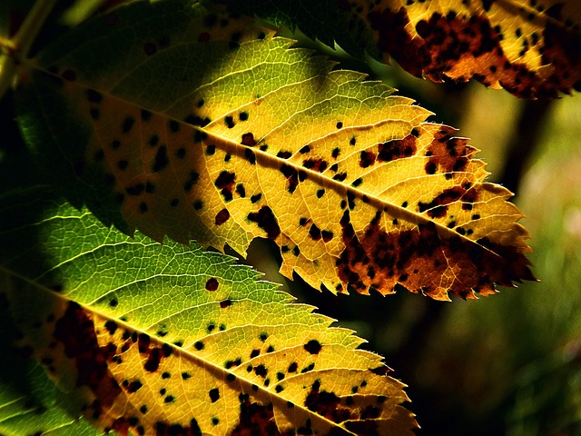 树叶 树 秋天 - 上的免费照片