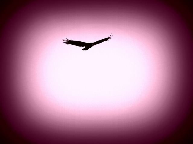 鹰 鸟 动物 - 上的免费照片