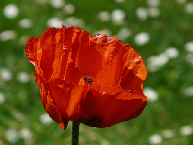 虞美人 罂粟花 花 - 上的免费照片
