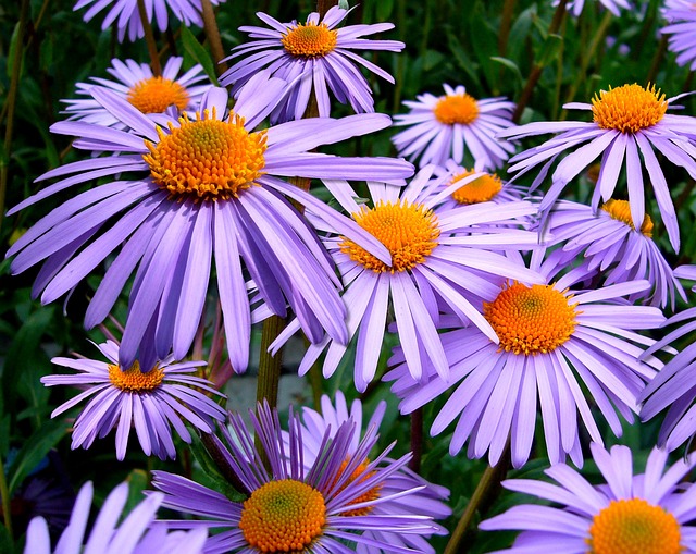 花朵 紫苑 花园 - 上的免费照片