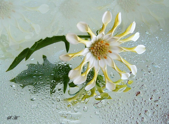 骨精 白色的花 开花 - 上的免费照片
