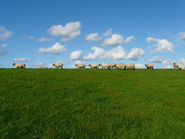 羊 羊群 排 - 上的免费照片
