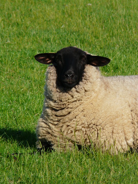 羊 好奇的 看法 - 上的免费照片